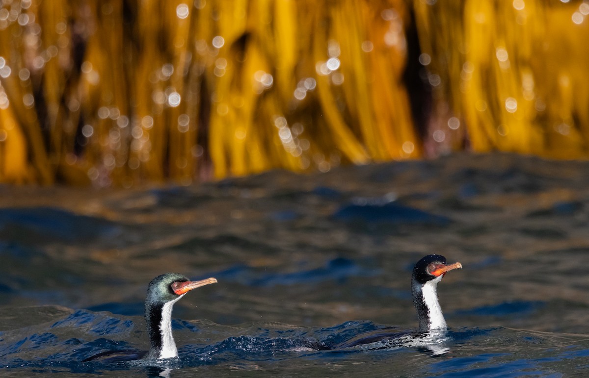 Bounty Islands Shag - ML645984708