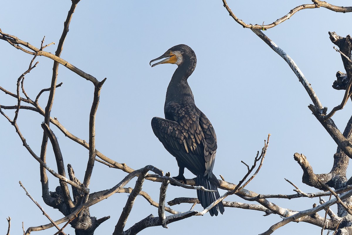 Grand Cormoran - ML645984710