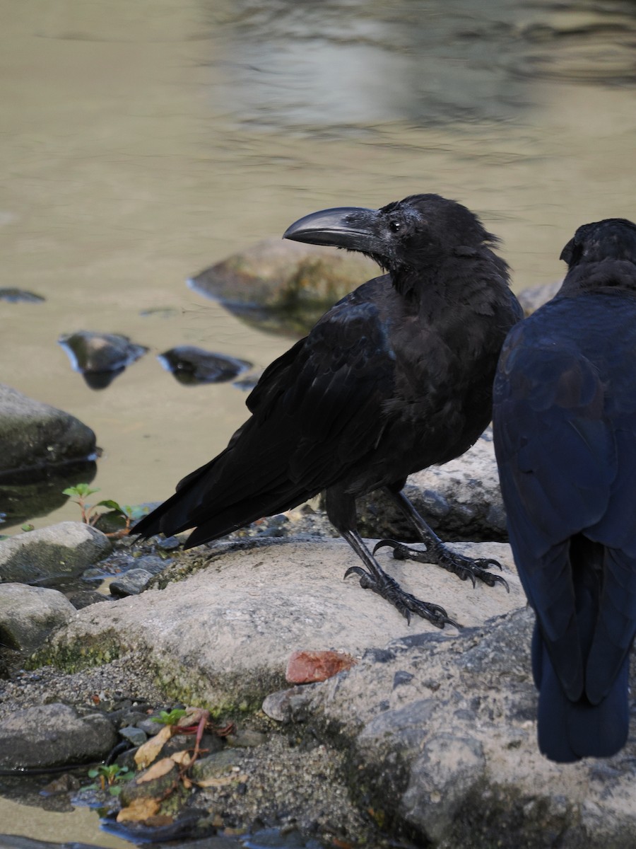 Ворона великодзьоба - ML645984715