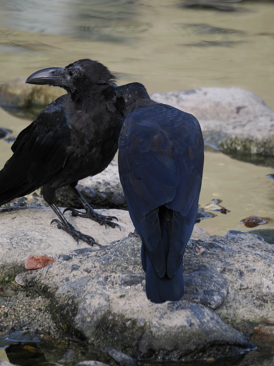 Ворона великодзьоба - ML645984716