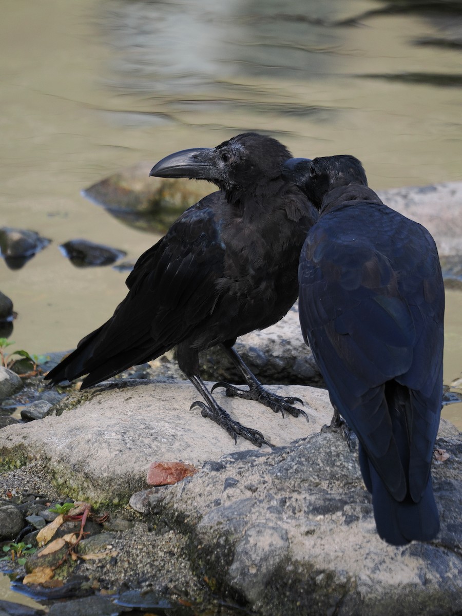 Ворона великодзьоба - ML645984717