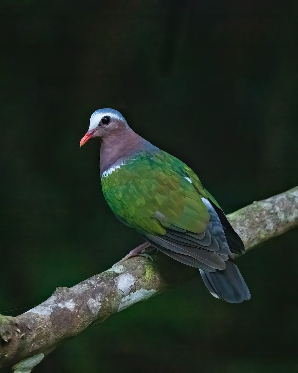 Zümrütkanat Kumru - ML645984719