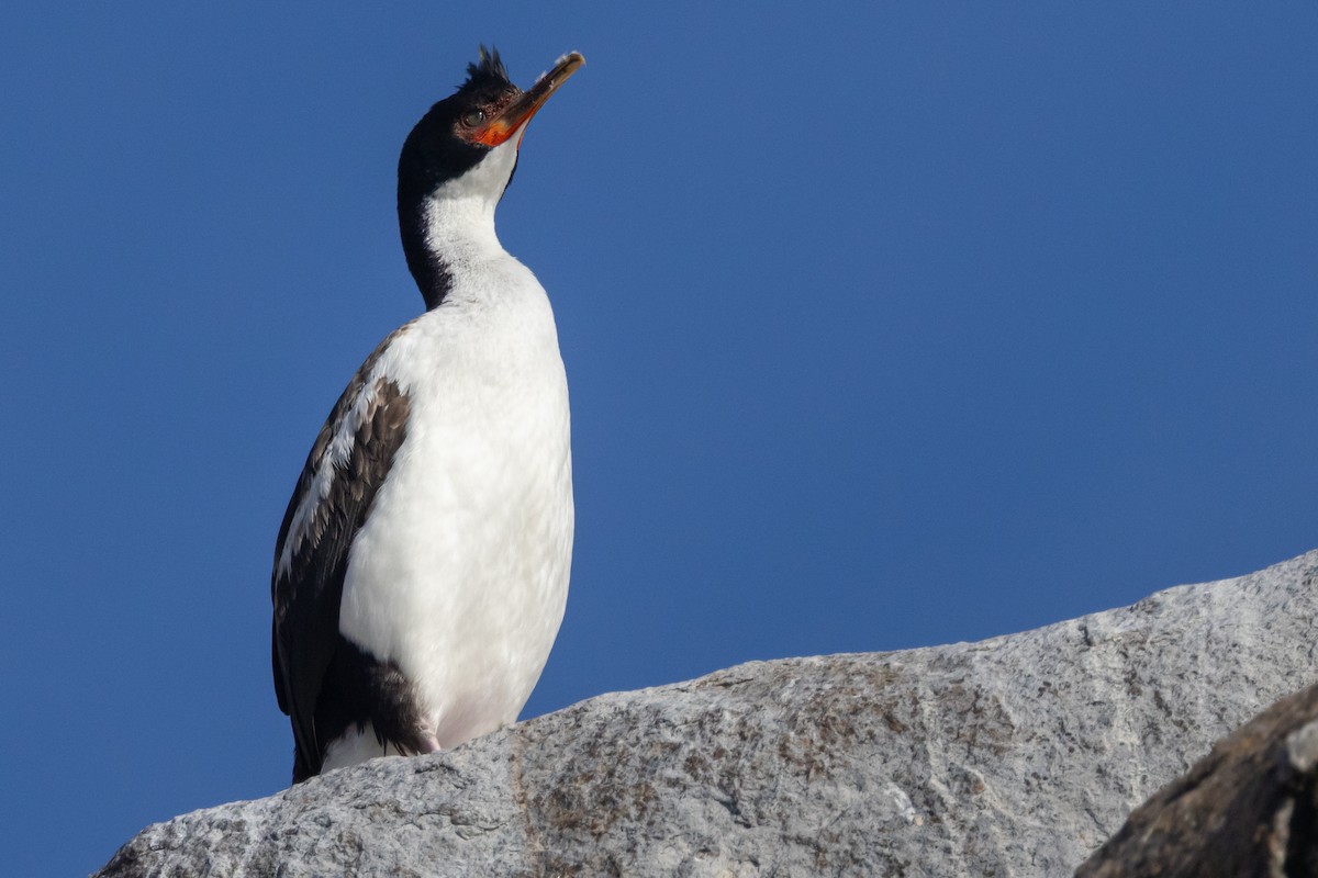 Bounty Adası Karabatağı - ML645984721