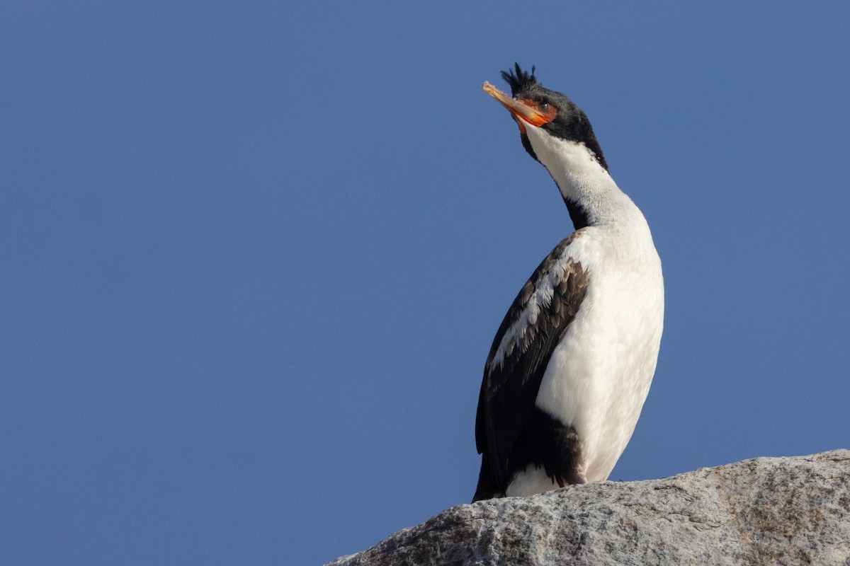 Bounty Adası Karabatağı - ML645984722