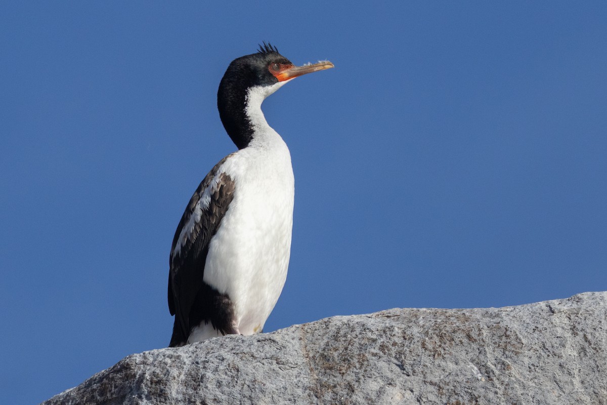 Bounty Adası Karabatağı - ML645984723