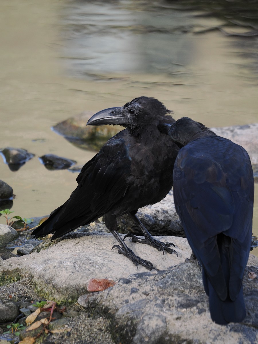 Ворона великодзьоба - ML645984724