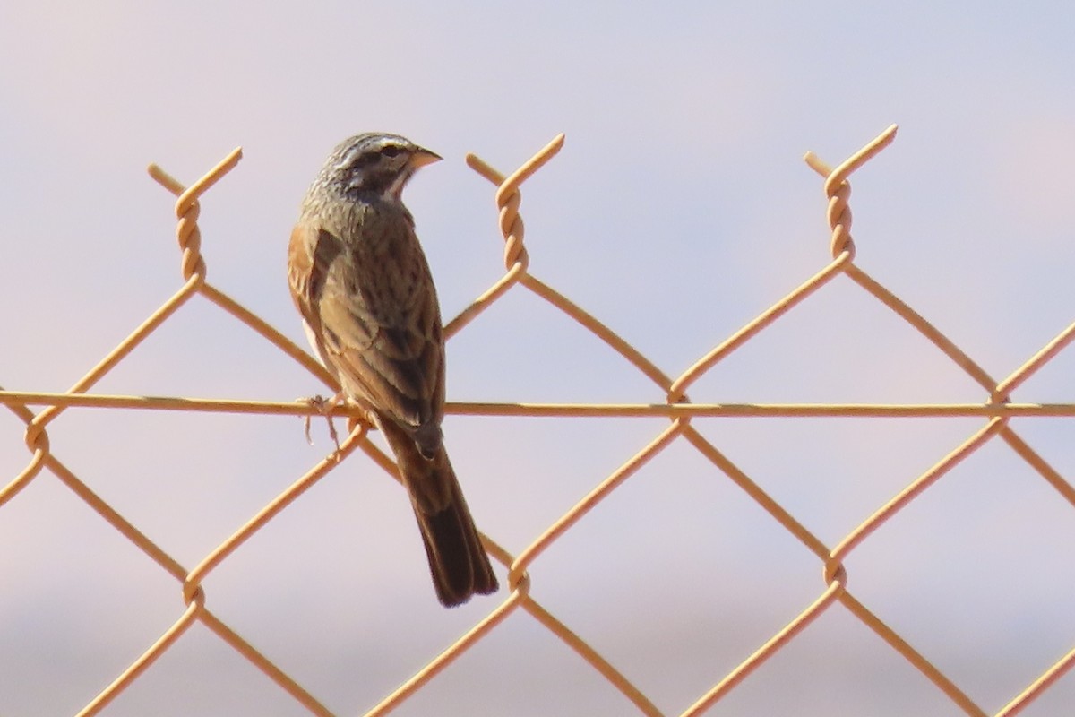 Çöl Çintesi - ML645984725