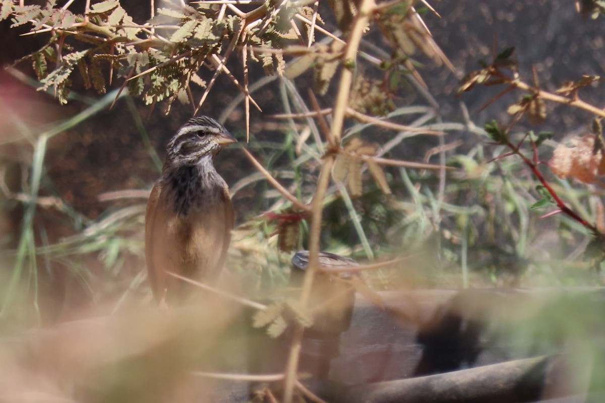 Çöl Çintesi - ML645984726