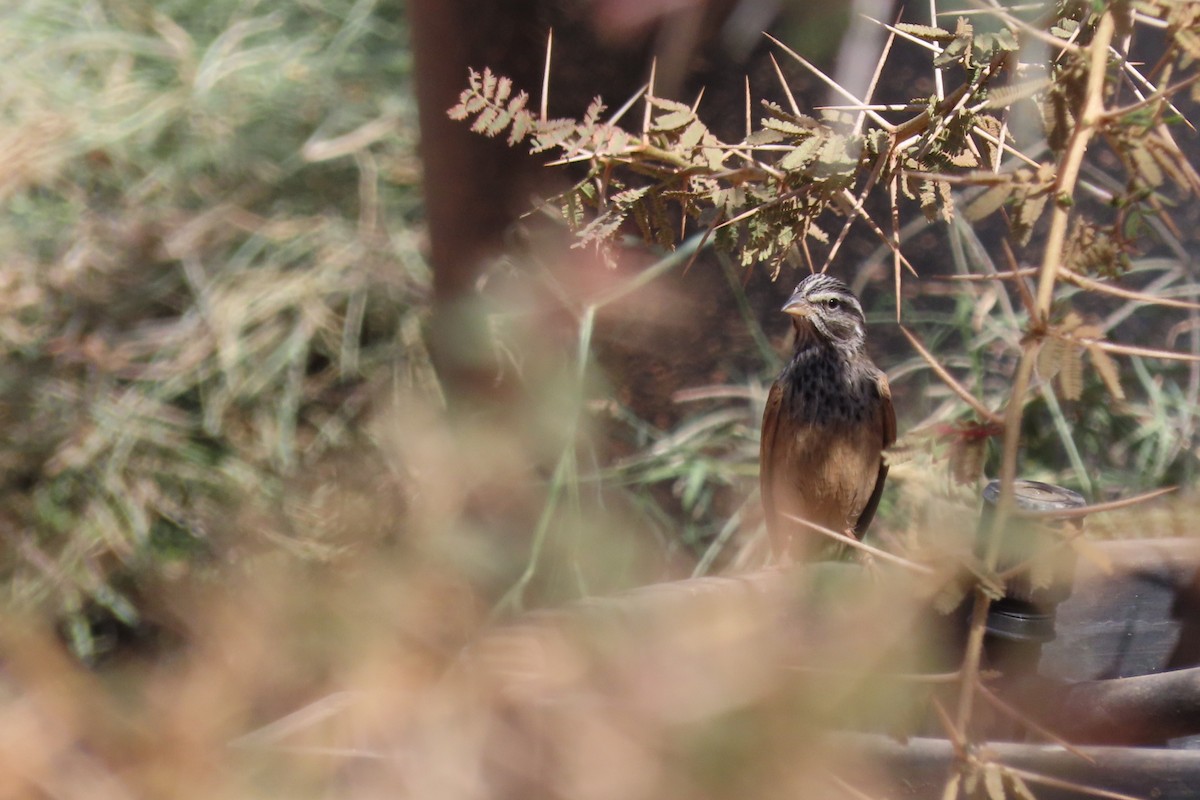 Çöl Çintesi - ML645984727