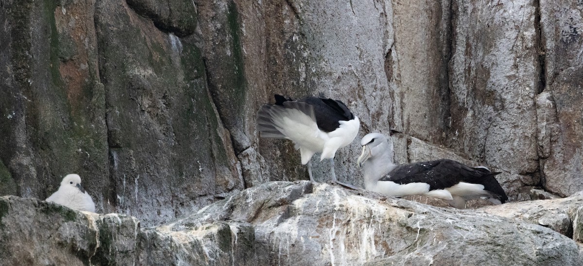 Salvin Albatrosu - ML645984728