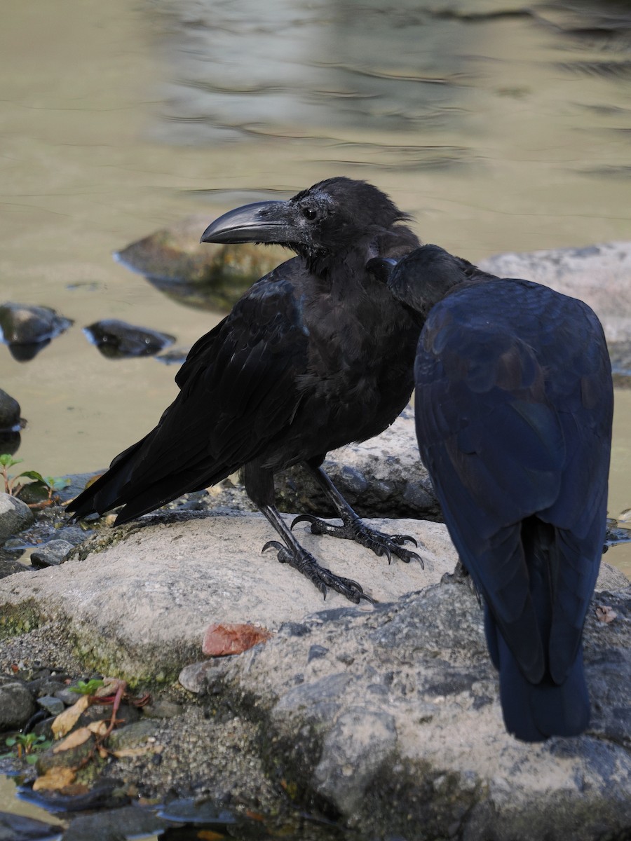 Ворона великодзьоба - ML645984729