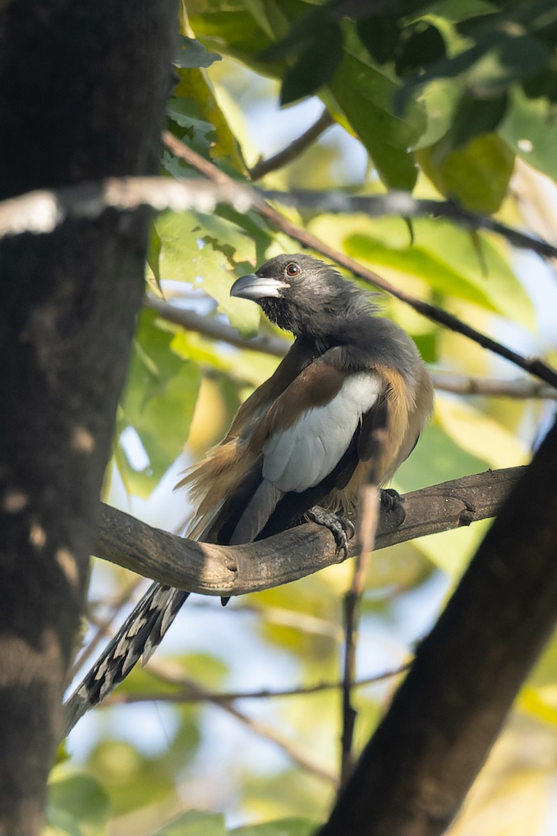 Kızıl Saksağan - ML645984730