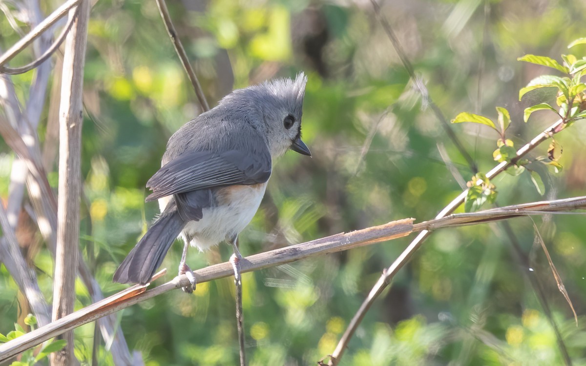 Ak Tepeli Baştankara - ML645984732