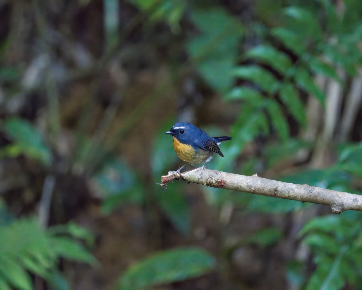 Akça Kaşlı Sinekkapan - ML645984733