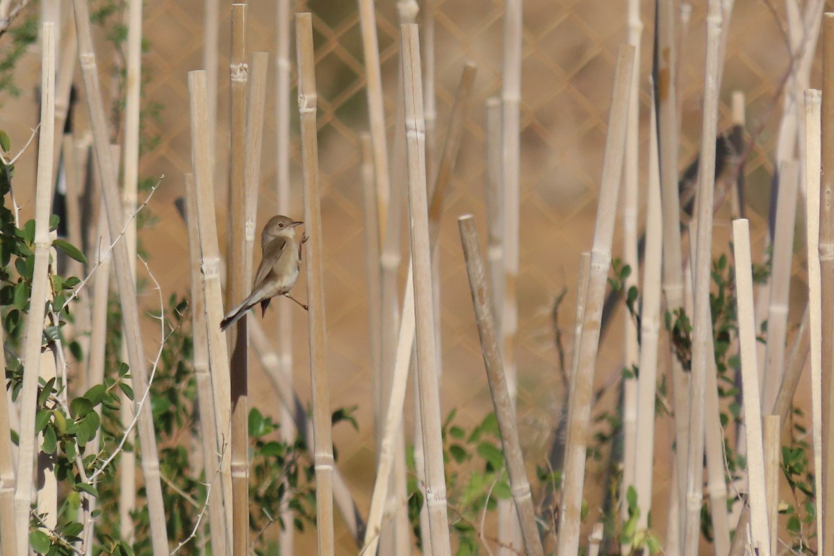 Pembe Göğüslü Ötleğen - ML645984734