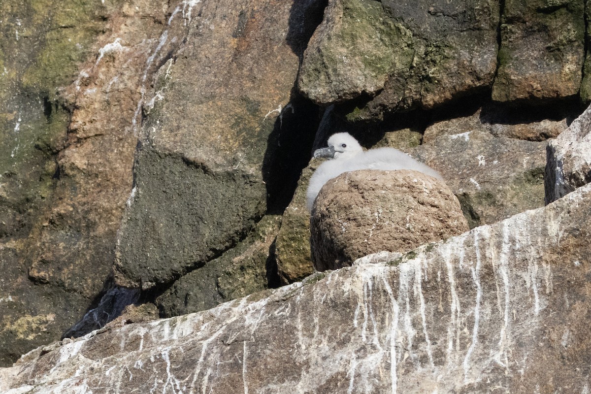 Salvin Albatrosu - ML645984735