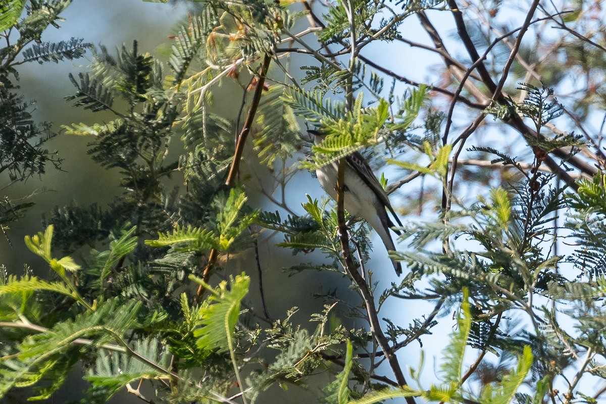 Ak Kanatlı Tırtılyiyen - ML645984736