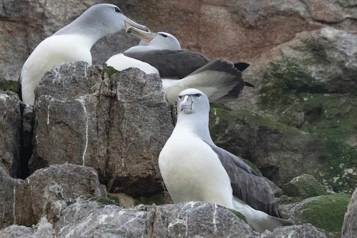 Salvin Albatrosu - ML645984737