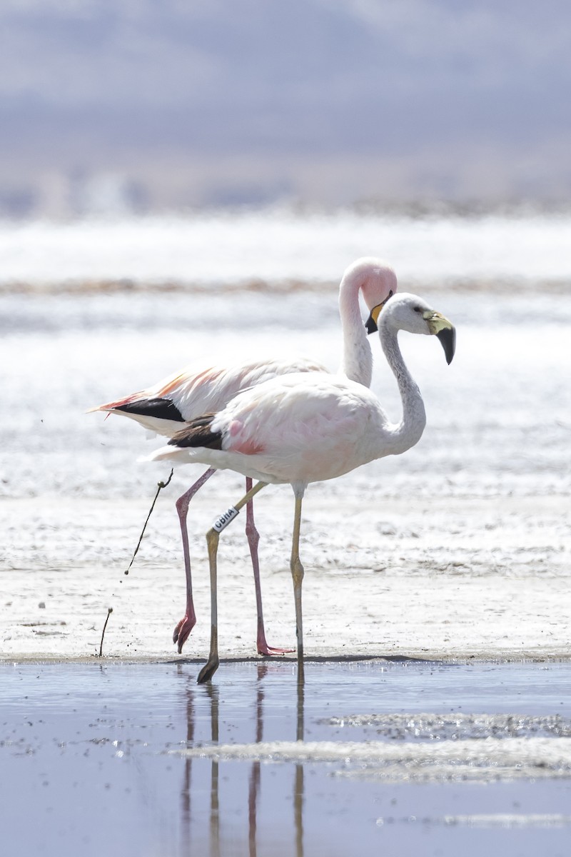 And Flamingosu - ML645984739