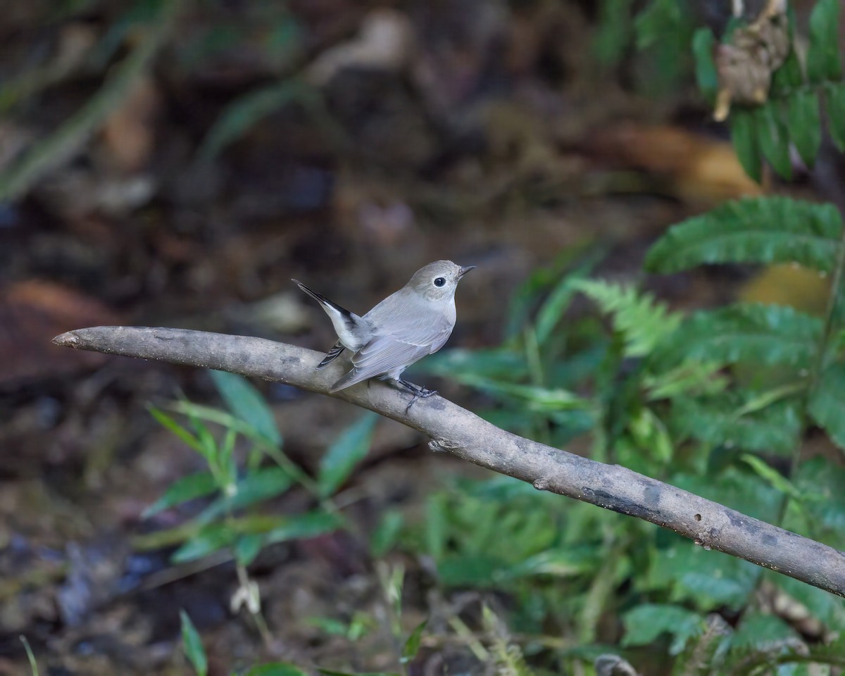 Tayga Sinekkapanı - ML645984740