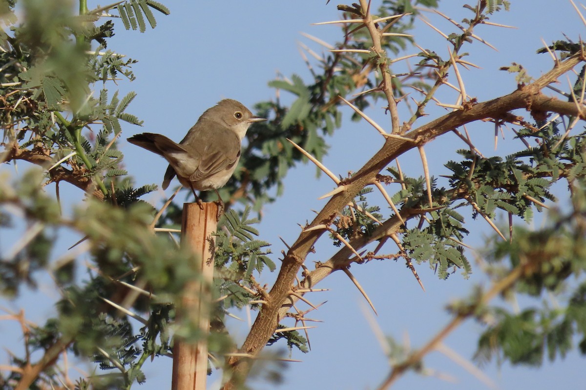 Pembe Göğüslü Ötleğen - ML645984741