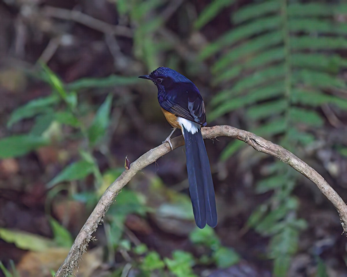 Beyaz Belli Şama - ML645984742