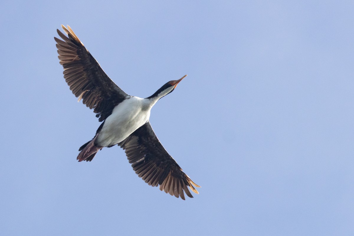 Bounty Adası Karabatağı - ML645984744