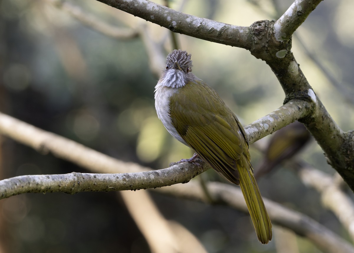 Mcclelland Arapbülbülü - ML645984745