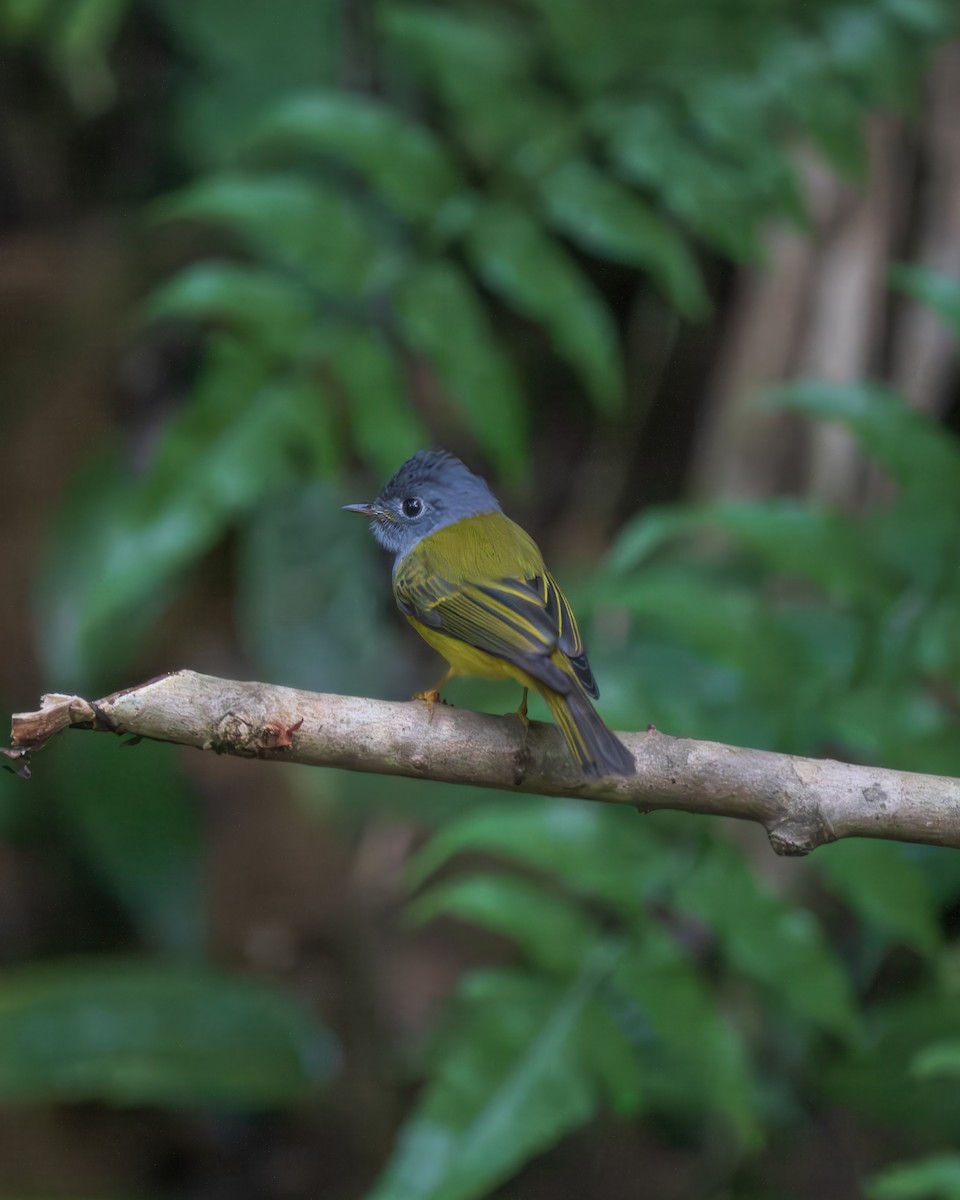 Gri Başlı Kanarya Sinekkapanı - ML645984746