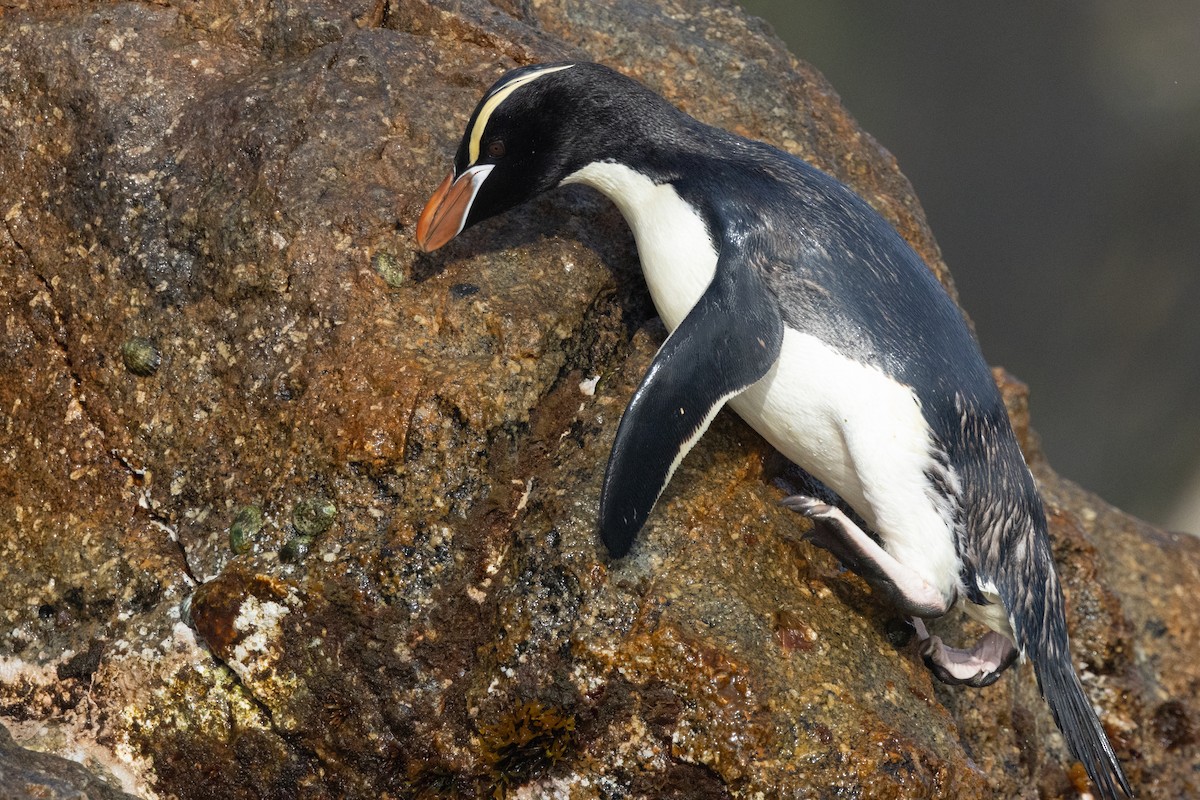 hornpingvin - ML645984747