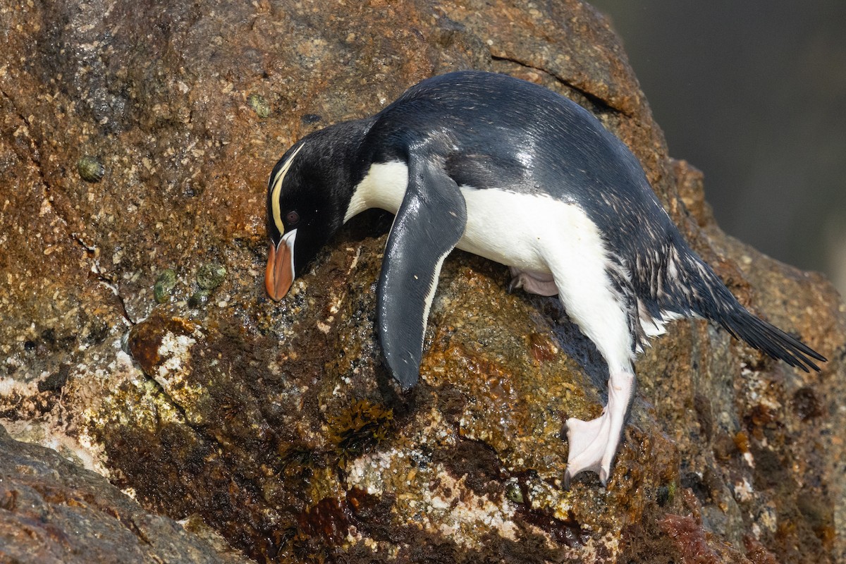 hornpingvin - ML645984750