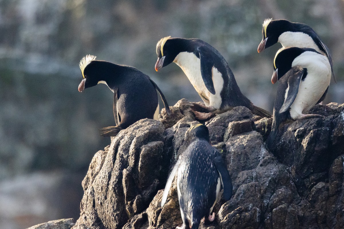 hornpingvin - ML645984751