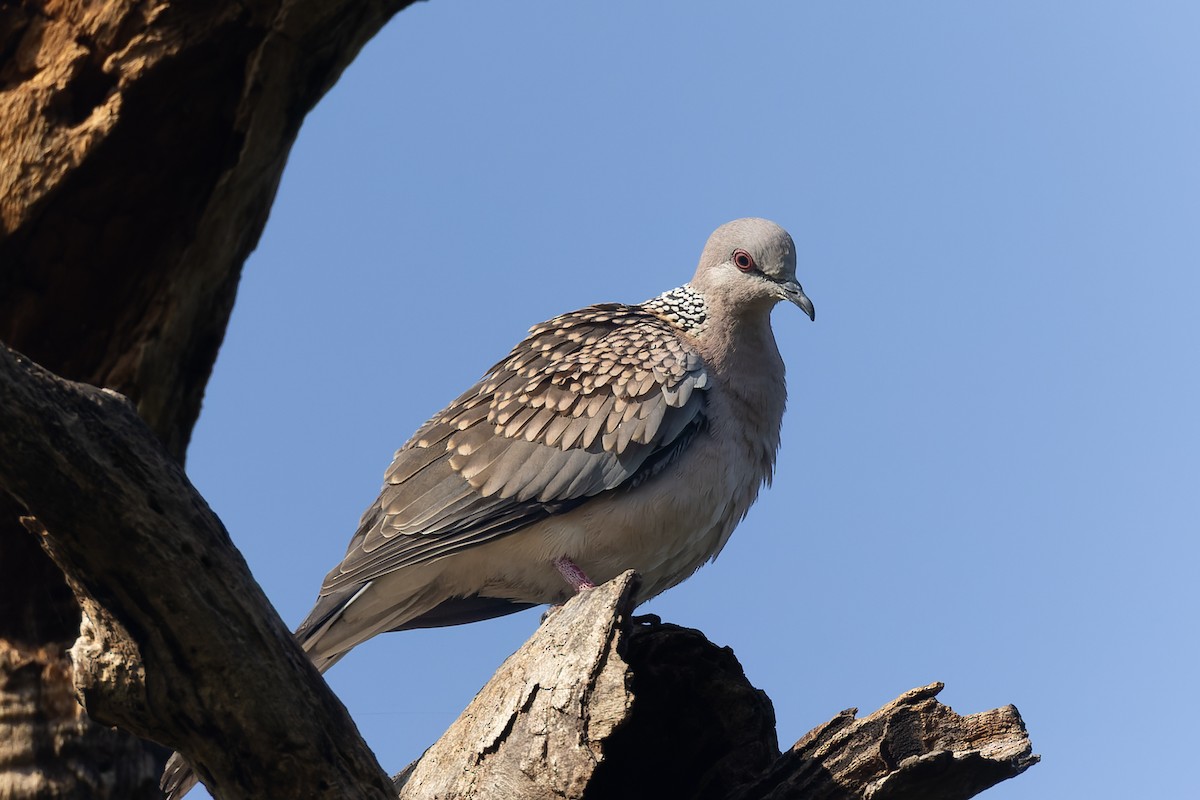 Küpeli Üveyik - ML645984752