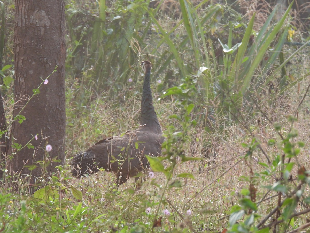 Indian Peafowl - ML645984754