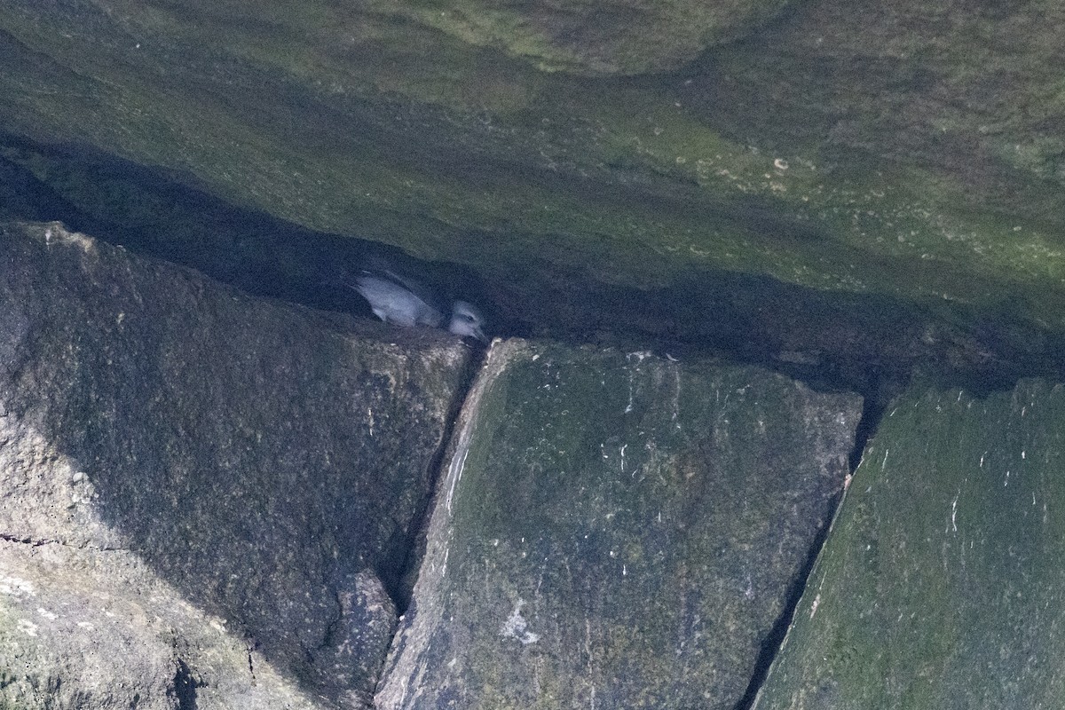 Fulmar Prion - ML645984755