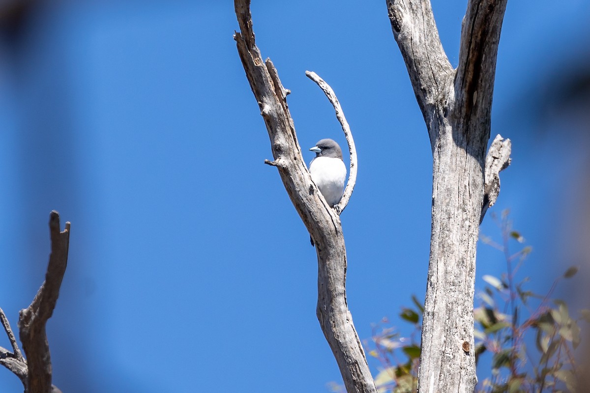 White-breasted Woodswallow - ML645984759