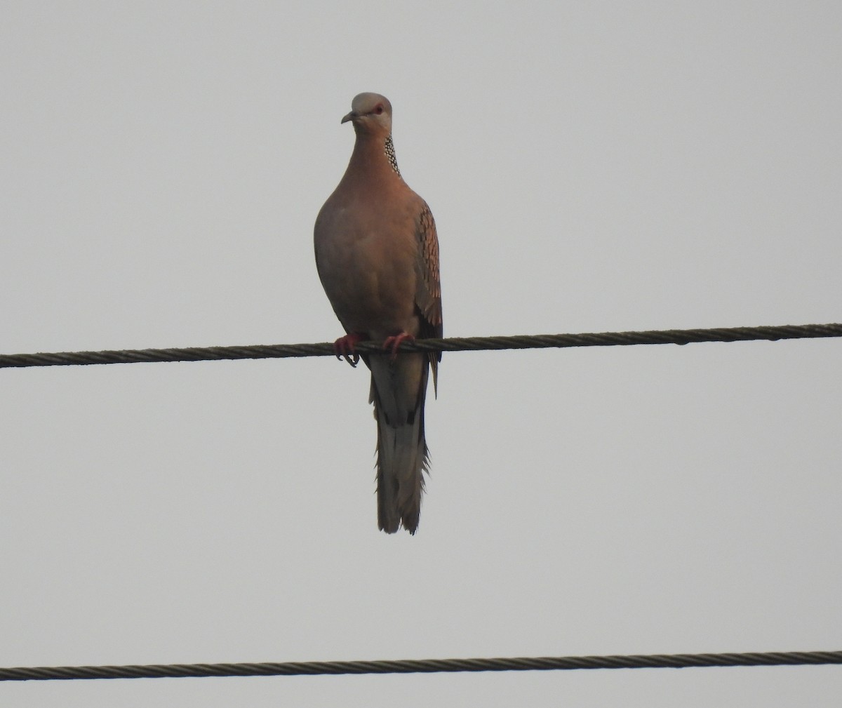 Горлиця китайська - ML645984760