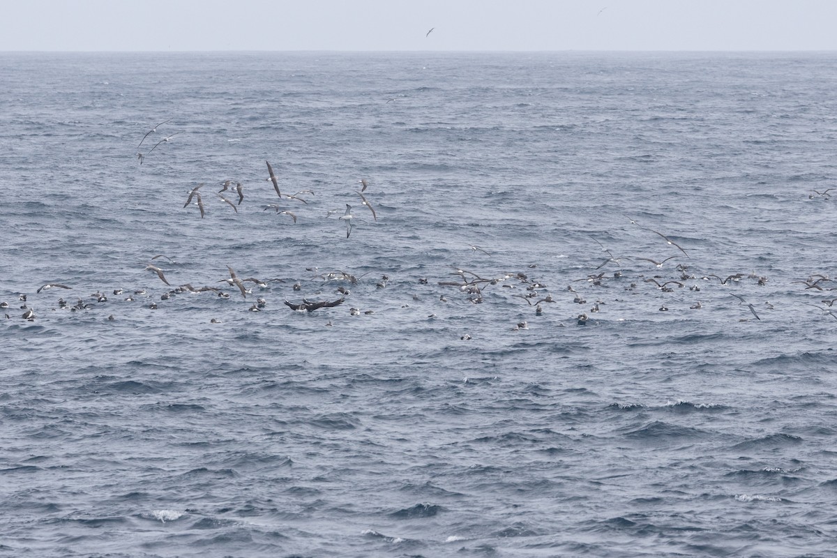 Альбатрос баунтійський - ML645984762