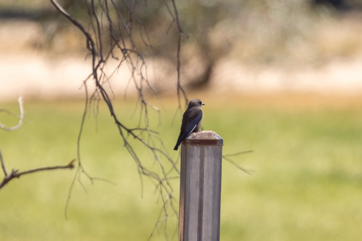 Ланграйн бурий - ML645984763