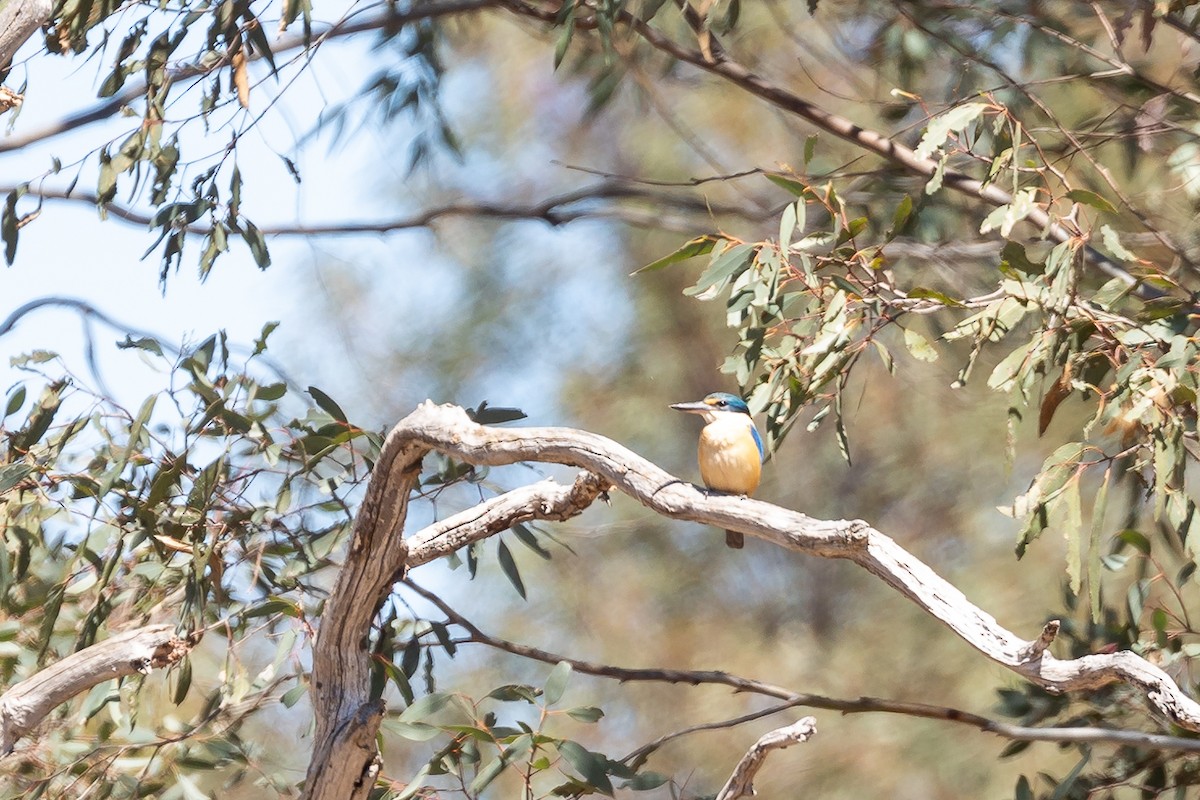 Альціон священний - ML645984764