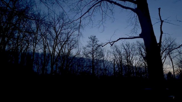 Пугач віргінський - ML645984765