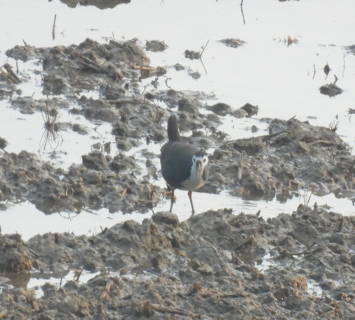 Багновик білогрудий - ML645984766