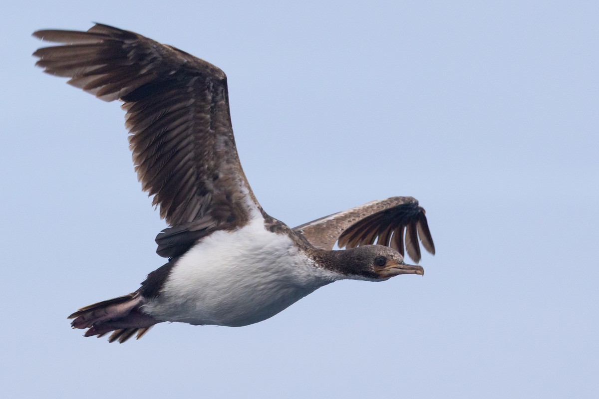 Баклан баунтійський - ML645984767