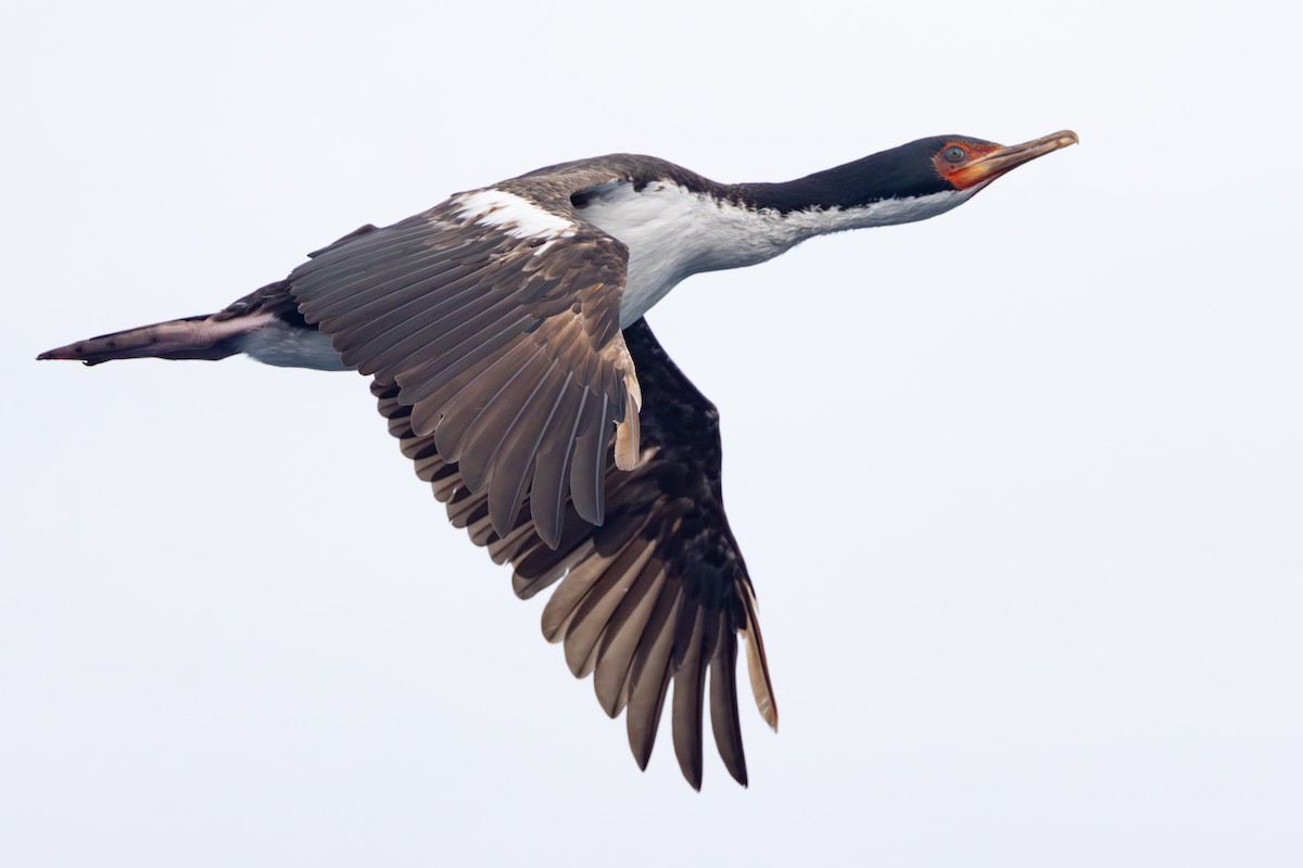 Баклан баунтійський - ML645984768