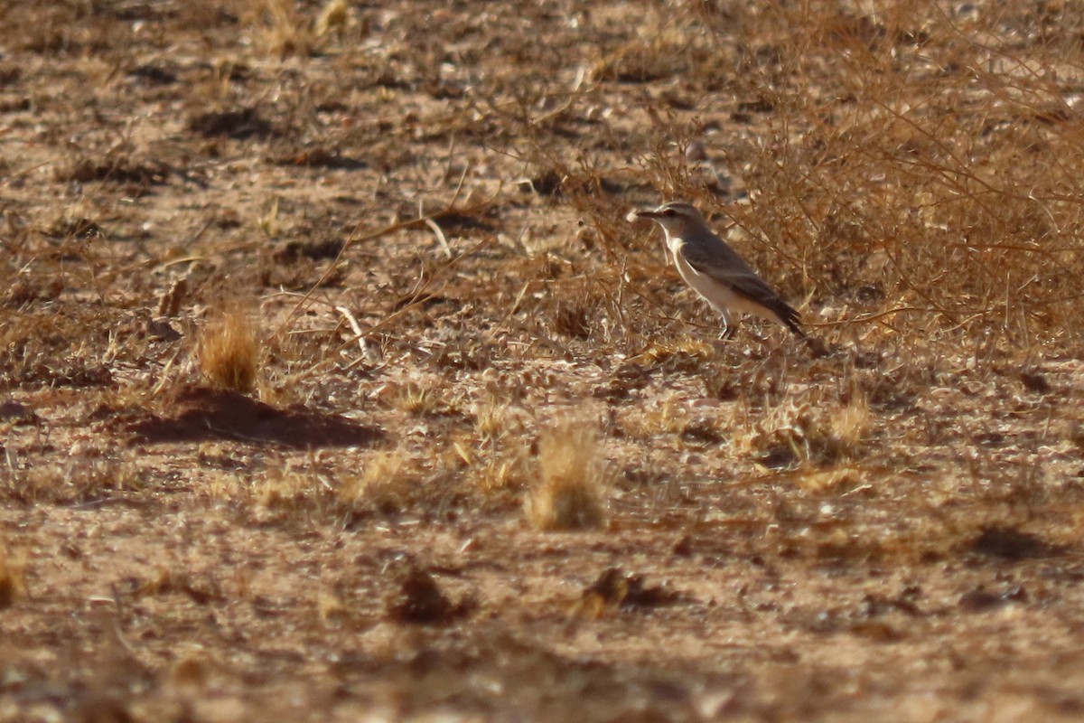 Кам'янка попеляста - ML645984769