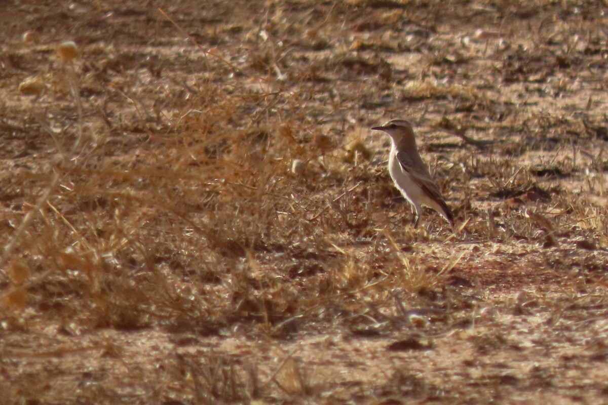 Кам'янка попеляста - ML645984770