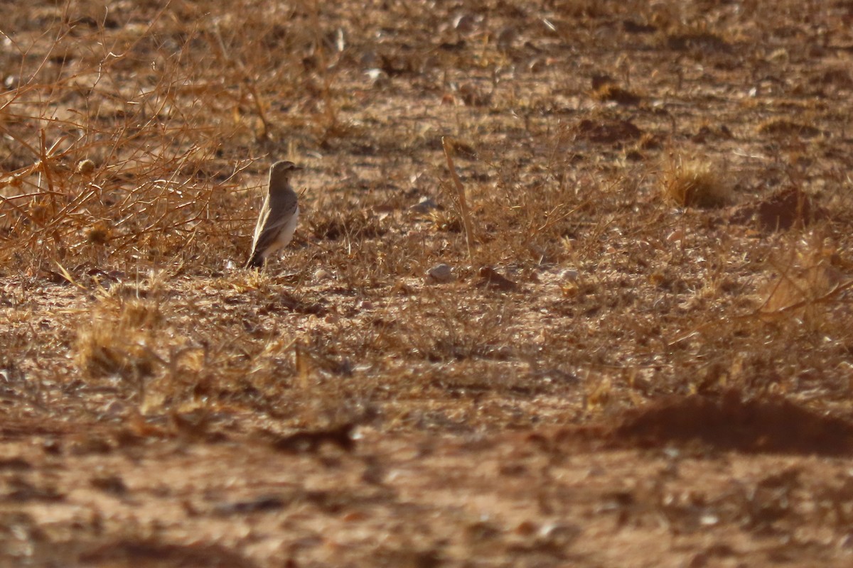 Кам'янка попеляста - ML645984771