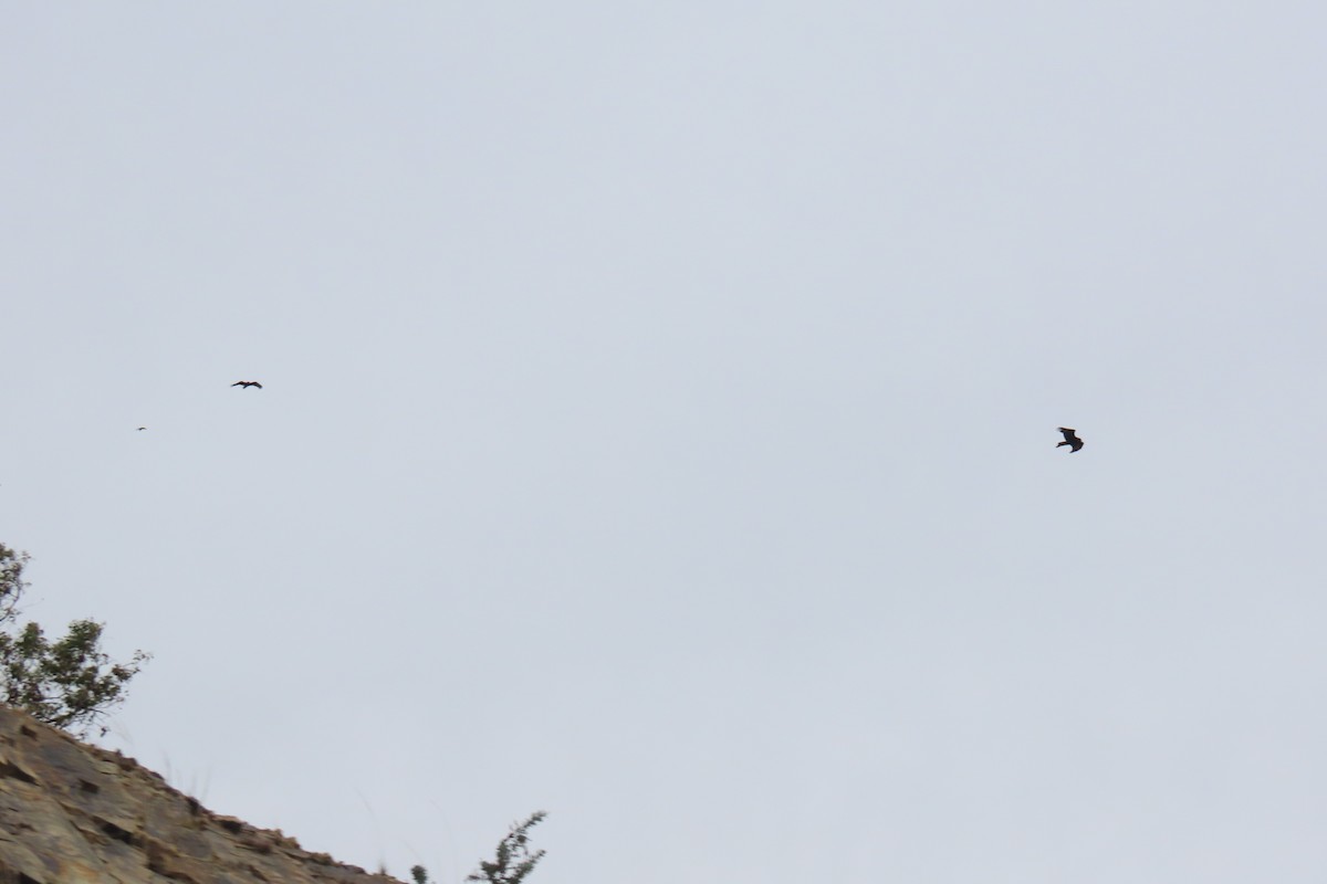 Орел австралійський - ML645984772