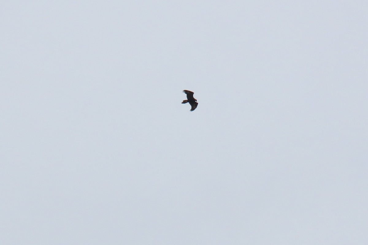 Орел австралійський - ML645984774