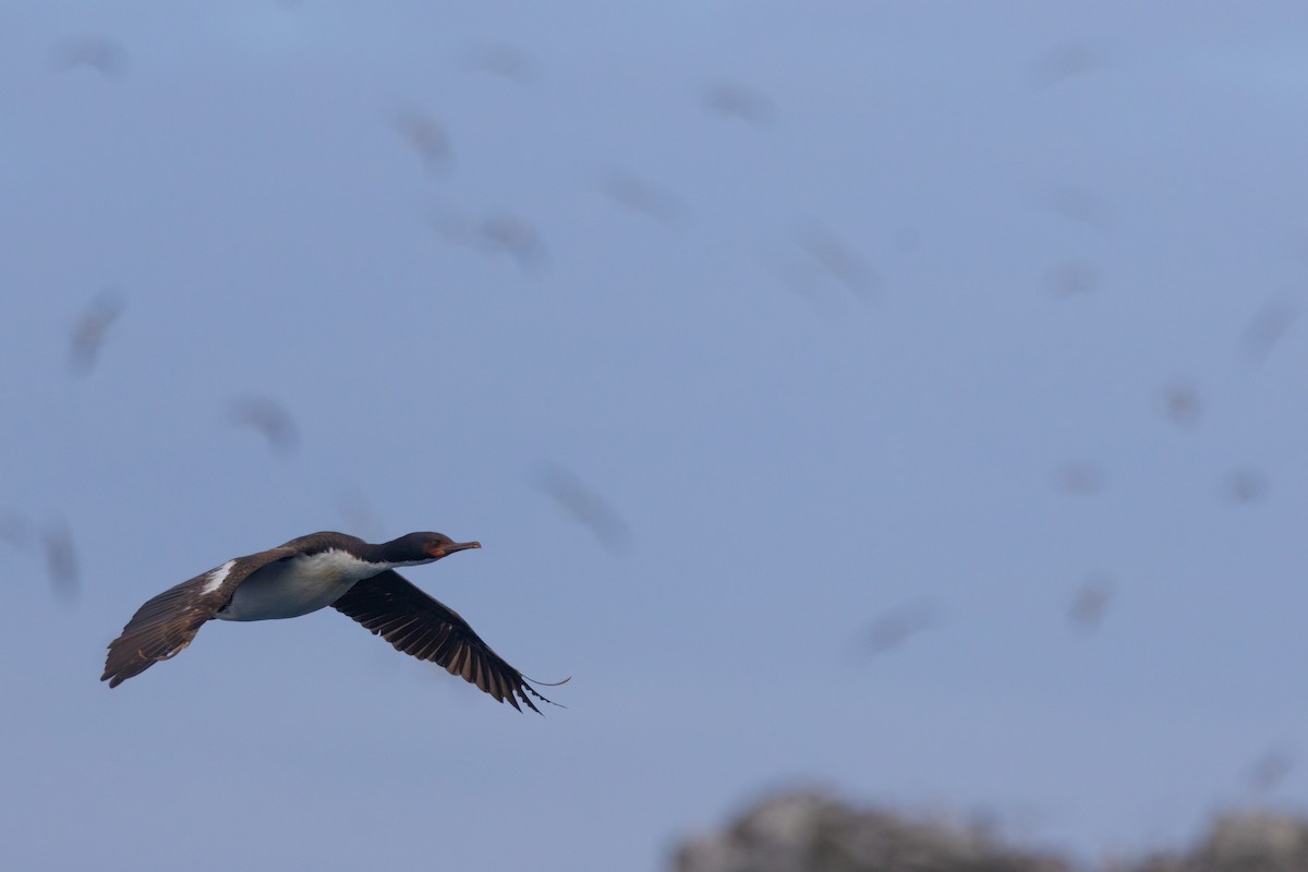 Баклан баунтійський - ML645984775